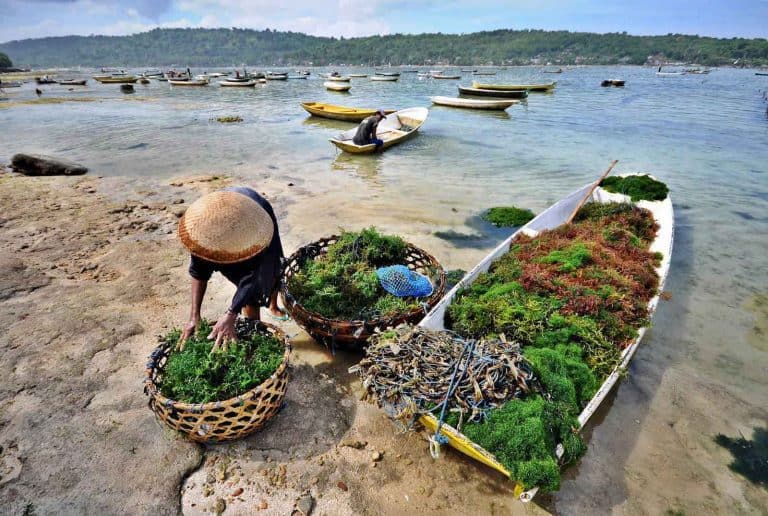 Nusa Lembongan Bali culture algues