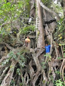 Bali Authentique guide client jean pierre big old trees