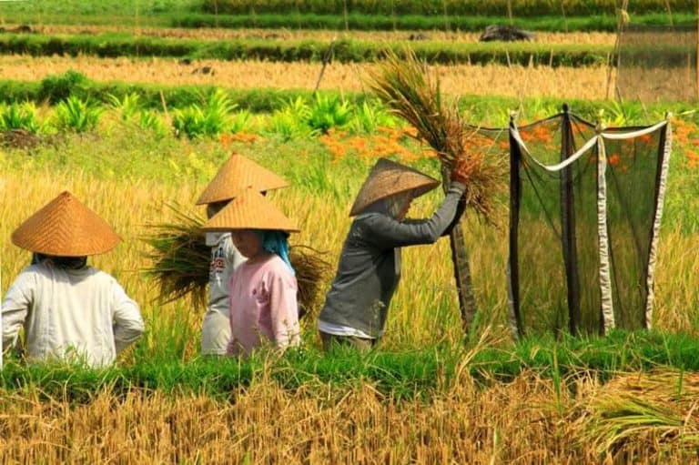 Bali rizières fermiers