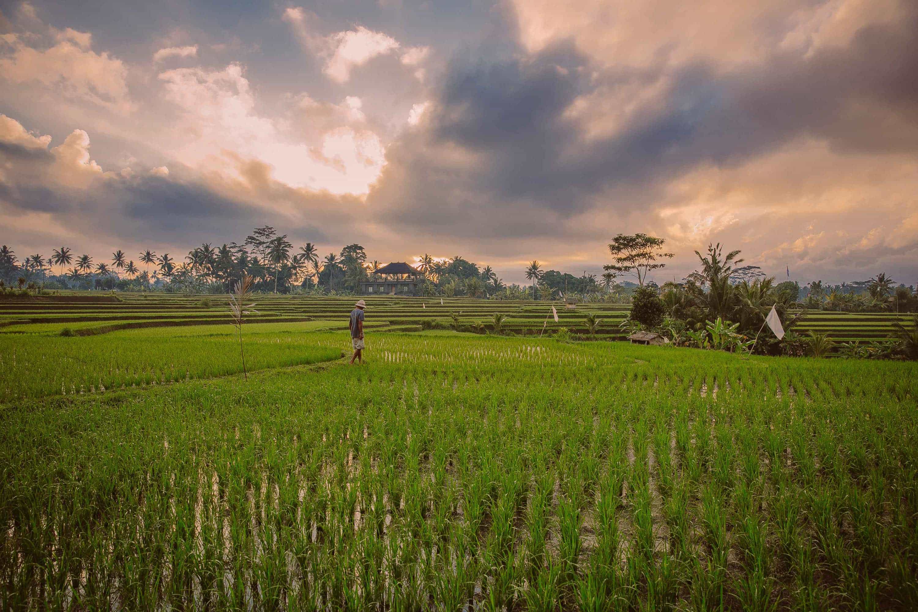 bali paysage rizieres géographie indonésie