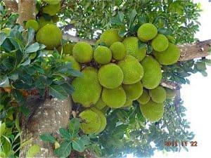 Bali jackfruit Bali Authentique