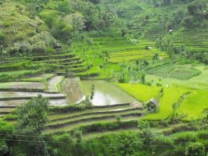 Bali rice field karangasem