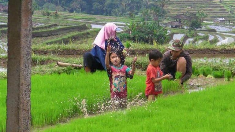 Bali enfants rizière