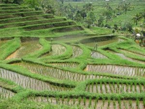 Bali rice field tegallalang