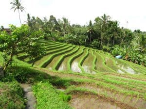 Bali rice field tegallalang Bali Authentique
