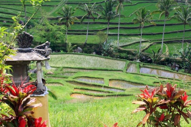Bali rizières en terrasses lanterne
