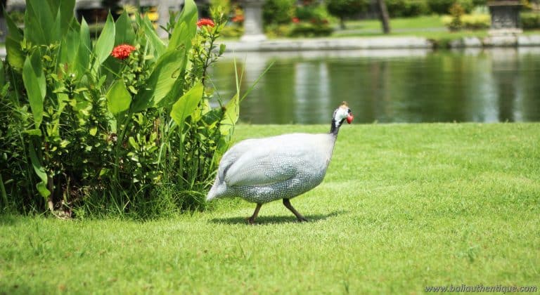 Bali ujung karangasem les oiseaux