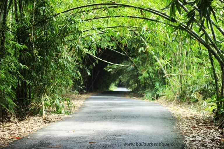 Balinais bambou penglipuran village