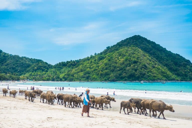 buffles selong belanak lombok