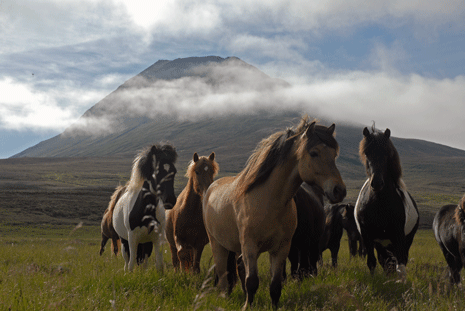 chevaux indonesie volcan trek