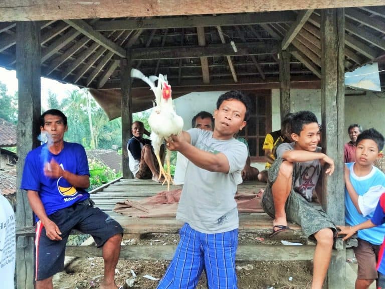 assister à un combat de coqs bali
