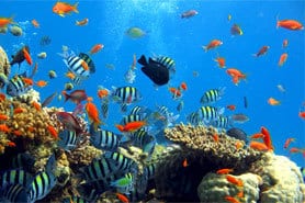 croisière plongée Komodo corail poisson tropical