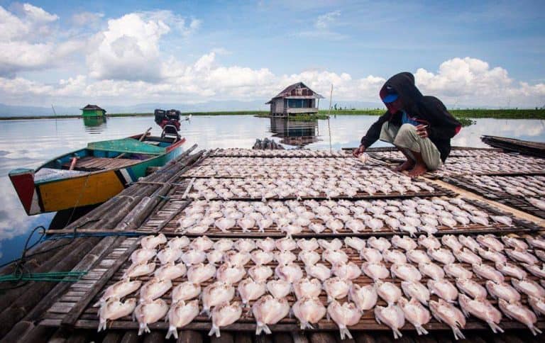 poissons lac tempe sulawesi