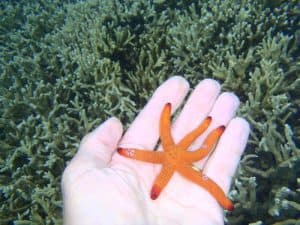 étoile de mer fonds marins bali indonésie