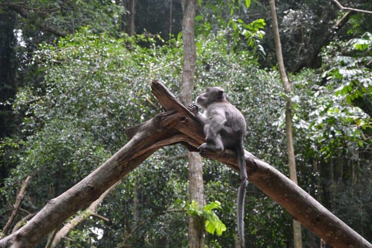 forêt singe temple bali