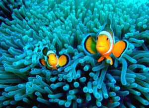 plongée anémone poisson clown