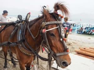Gili Trawangan cheval charette iles Gili Indonésie Lombok