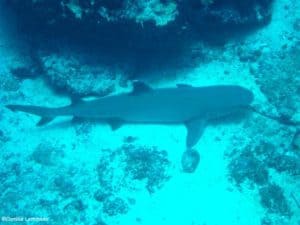 Shark Point plongée