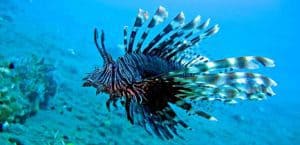 pterois plongée iles Gili