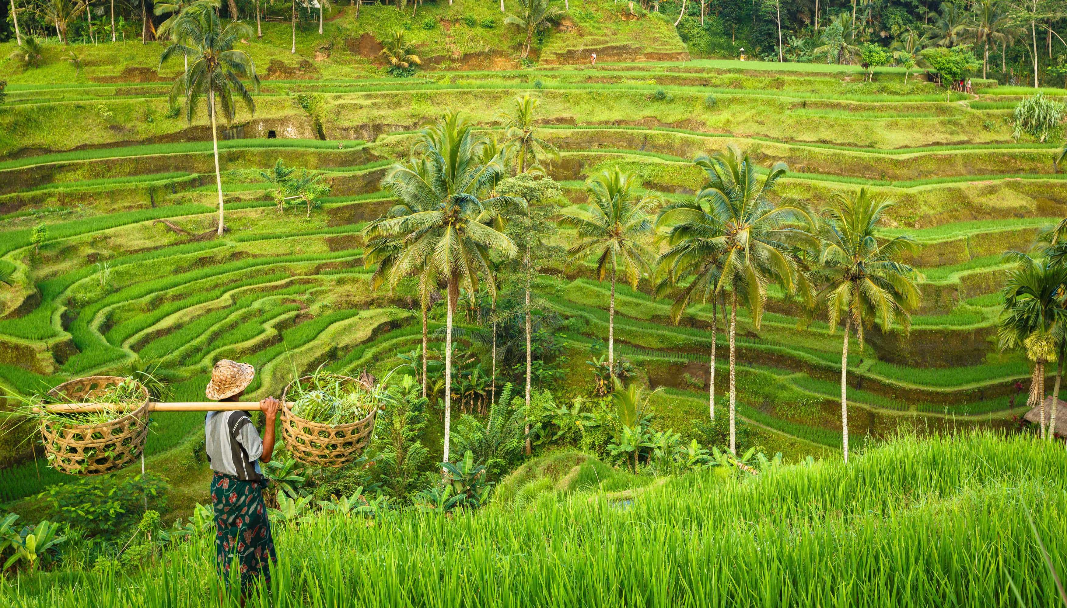 riziculture irrigation des rizières bali