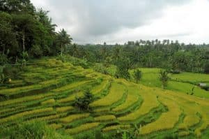 Java Terrain de riz Bali Authentique