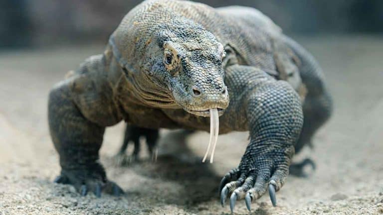 dragon de komodo flores indonésie