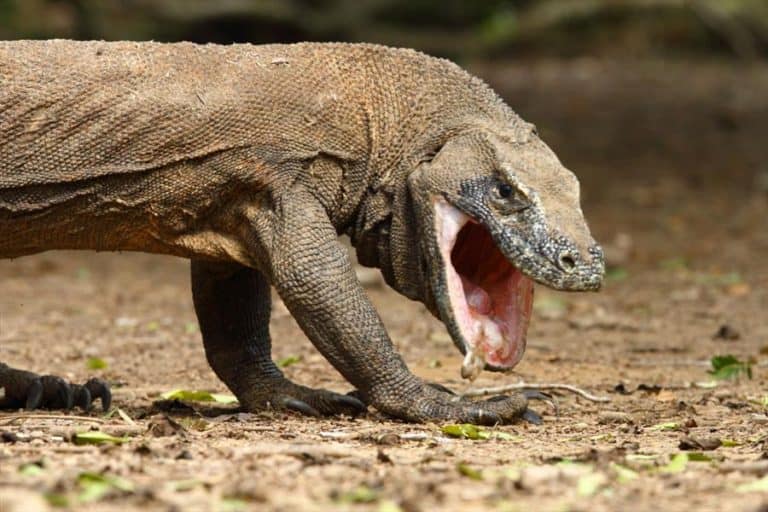 Komodo Dragon Gueule Ouverte