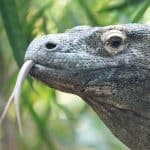 komodo dragon tête langue serpent national parc flores indonésie