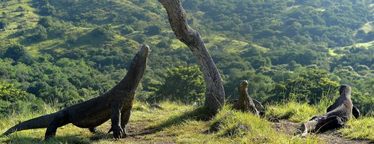 Komodo-Dragons-Rinca-île-Flores