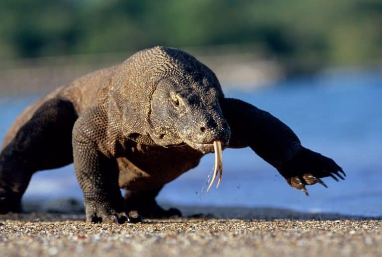 varan Komodo Flores Indonesia