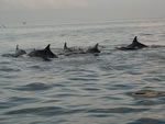 Lovina baie bali dauphins
