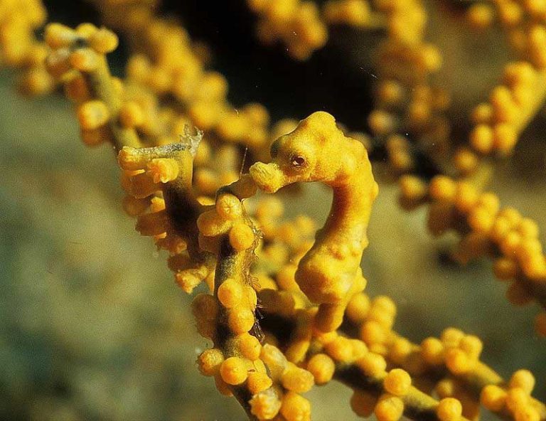 Menjangan Bali Snorkeling Hippocampe Diving Plongée Sous Marine