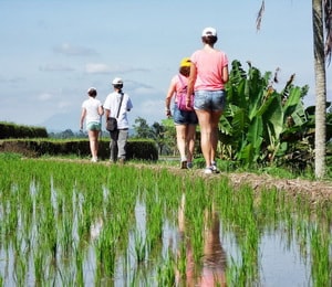 randonnée dans les rizières bali
