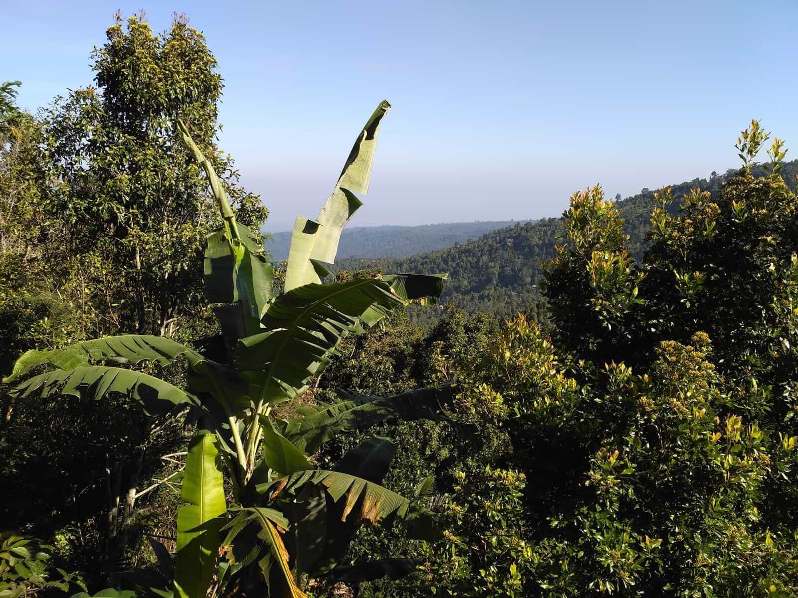 nature Bali Munduk
