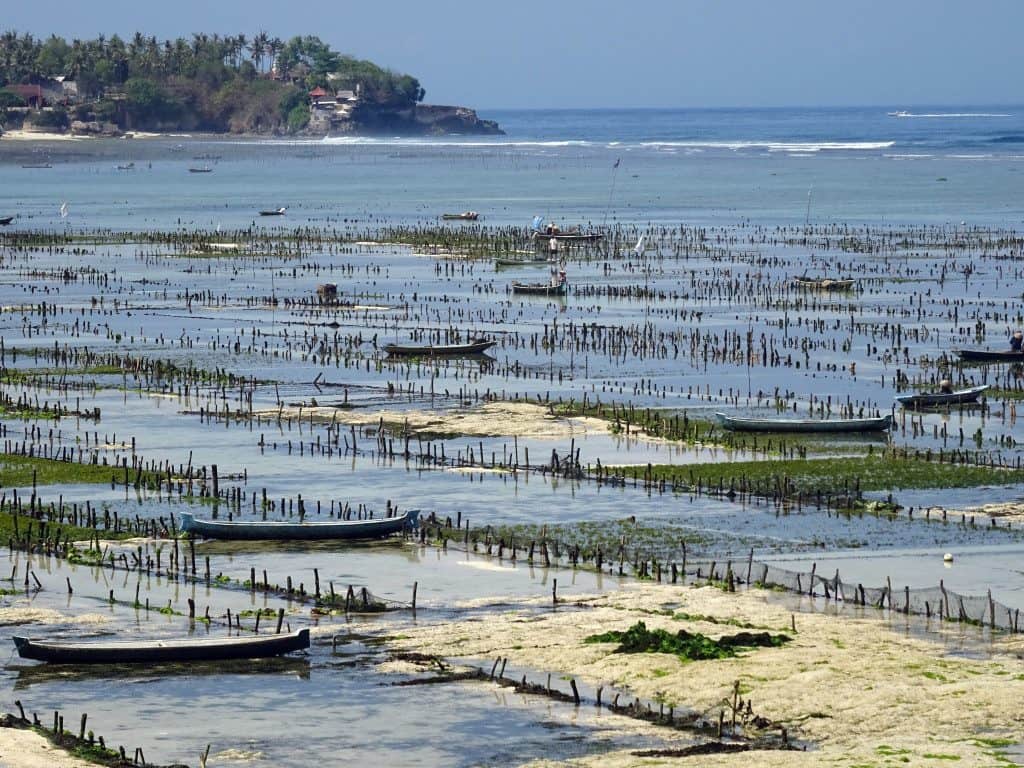 Nusa Lembongan ferme algues Bali