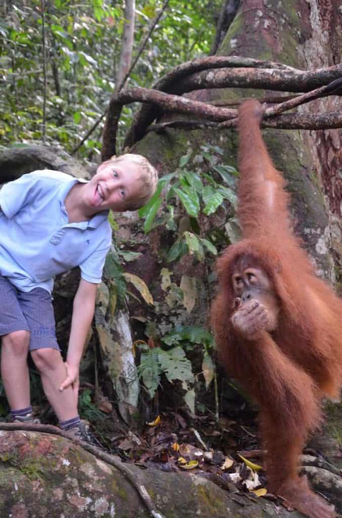 orang utan Sumatra parc naturel