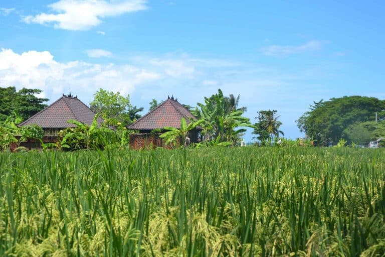 paysage traditionnel bali maison local