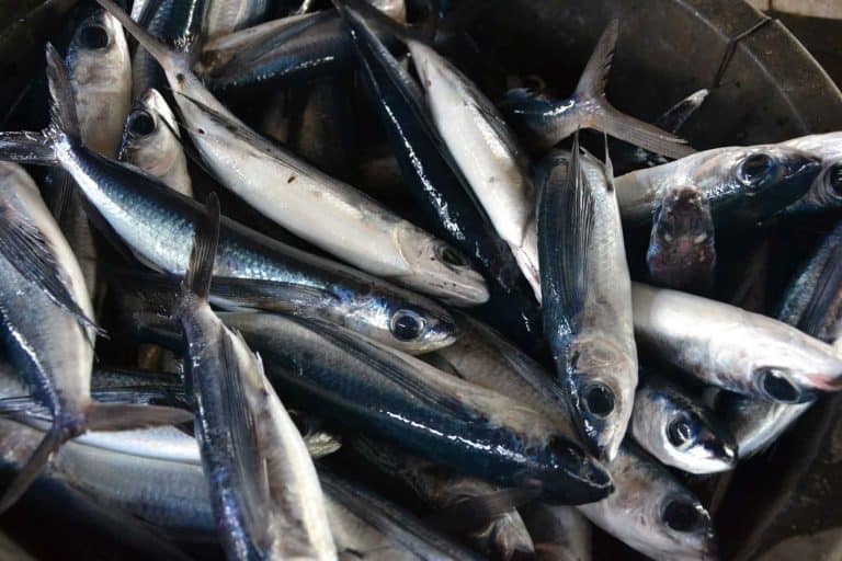 pêche bali marché poisson
