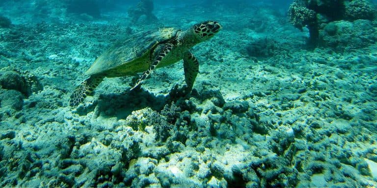plongée sous marine ile gili