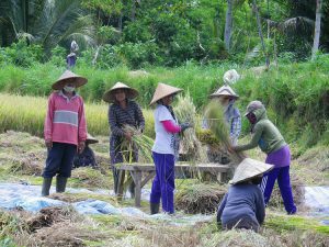 culture balinaise récolte de riz bali