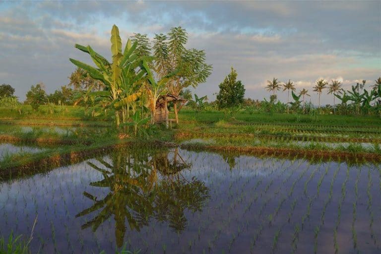 rizières en Indonésie