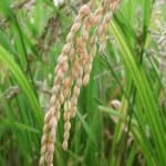 riziculture bali riz nourriture