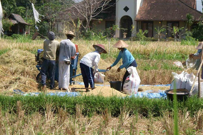 travail dans les rizières balinaises indonésie