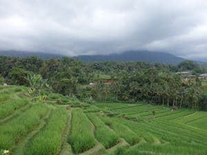 riziere lombok senaru indonesie