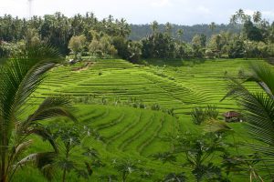 rizières paysage ensoleillé bali