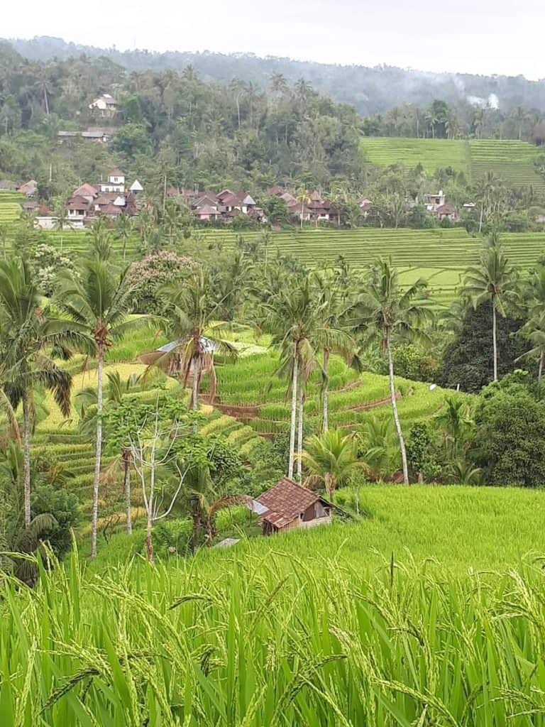 rizières bali indonesie