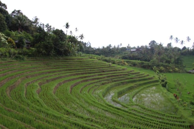 rizieres bali indonesie