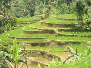 voyage bali découverte paysage rizières