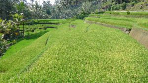 rizières bali paysage nature indonésie