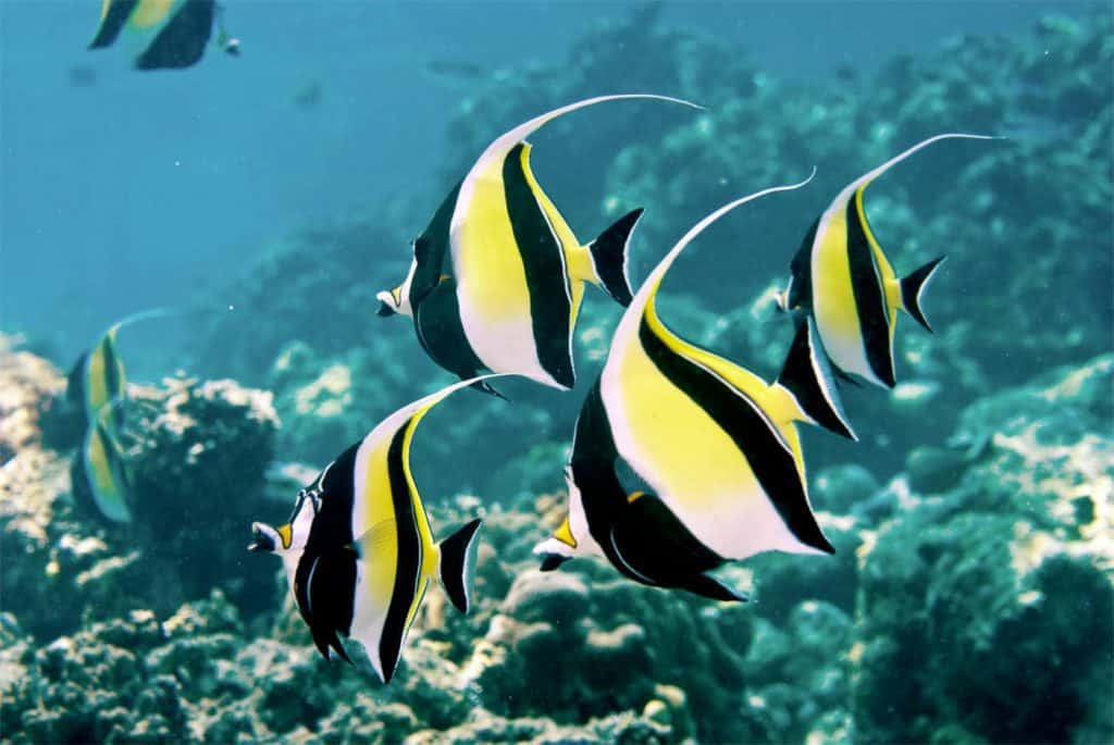 snorkeling Bali Indonesia poisson